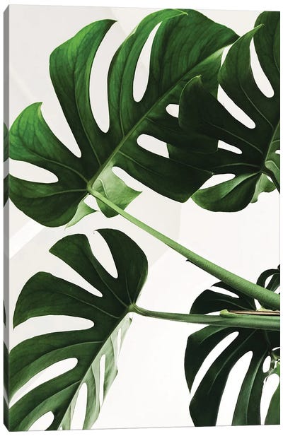 Monstera Leaf Canvas Art Print - Pixy Paper