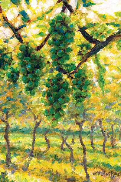 Green Grapes On The Vine