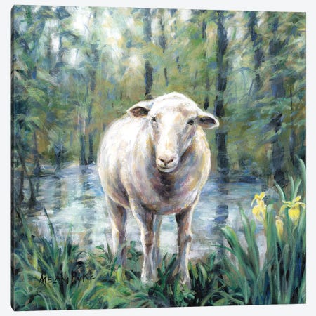 Sheep Standing By Still Water Canvas Print #PYE61} by Melani Pyke Canvas Print