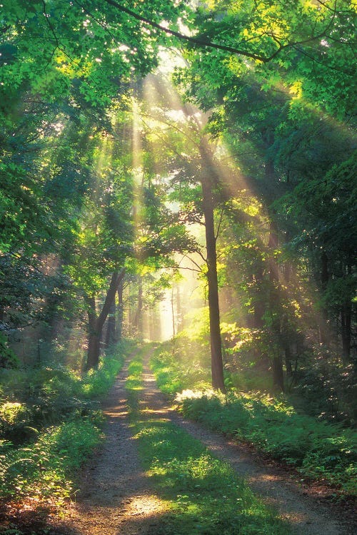 Forest Sunshine by Patrick Zephyr wall art