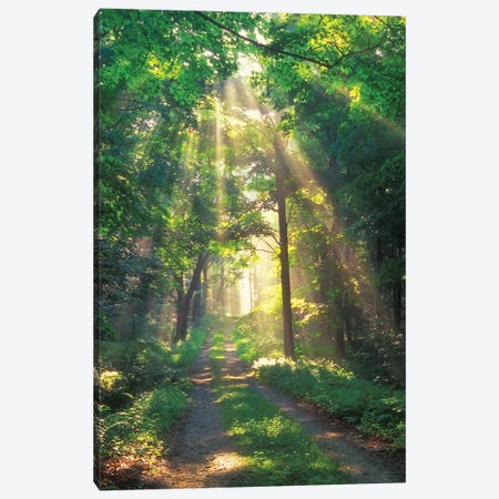 Forest Sunshine Canvas Print #PZP10} by Patrick Zephyr Canvas Print