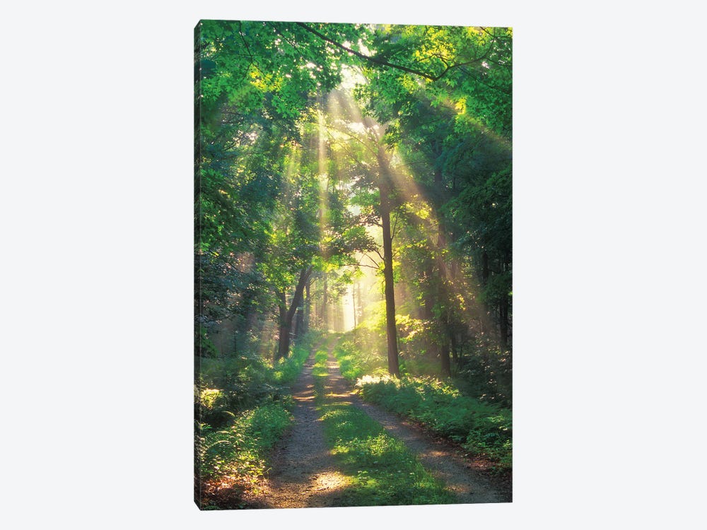 Forest Sunshine by Patrick Zephyr 1-piece Canvas Print