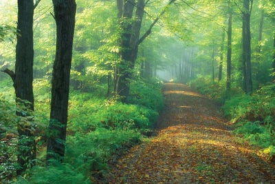 First Light by Patrick Zephyr framed canvas print