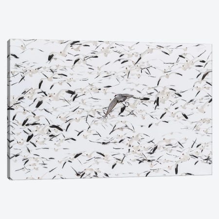 Untitled Canvas Print #QIW1} by Qingsong Wang Canvas Art