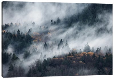 A Path Of The Fog Canvas Art Print - 1x Collection