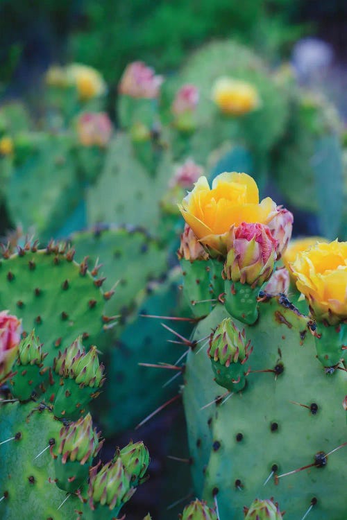 Spring Cacti I