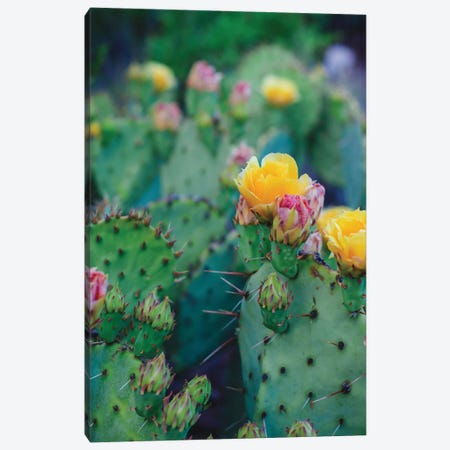 Spring Cacti I Canvas Print #QNT59} by Sonja Quintero Canvas Print