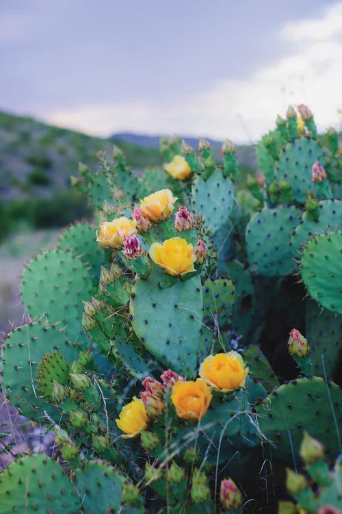 Spring Cacti II