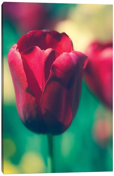 Tulip Sway I Canvas Art Print