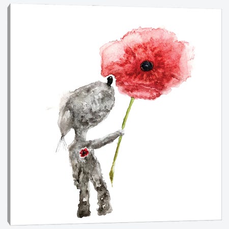 Summer's Poppy Canvas Print #QQY23} by The Quaint and Quirky Canvas Art