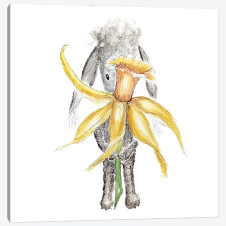 Summer's Daffodil Canvas Print #QQY24} by The Quaint and Quirky Canvas Art Print