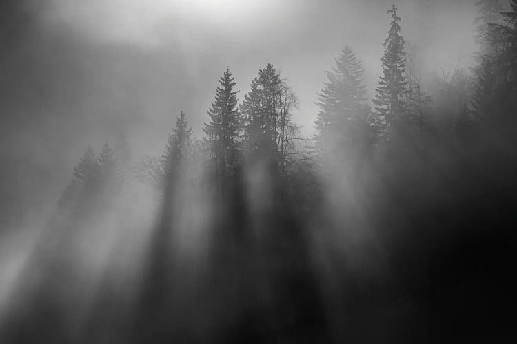 Wintersun by Andy Dauer wall art