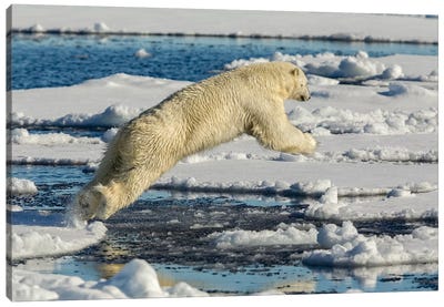 Polar Bear Jumping Canvas Art Print