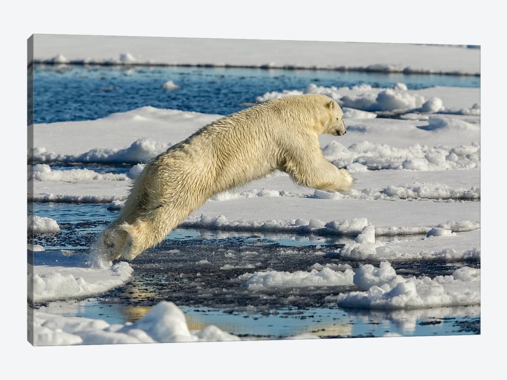Polar Bear Jumping 1-piece Canvas Artwork