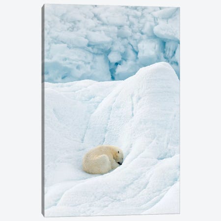Polar Bear Sleeping Canvas Print #RAA14} by Joan Gil Raga Canvas Print
