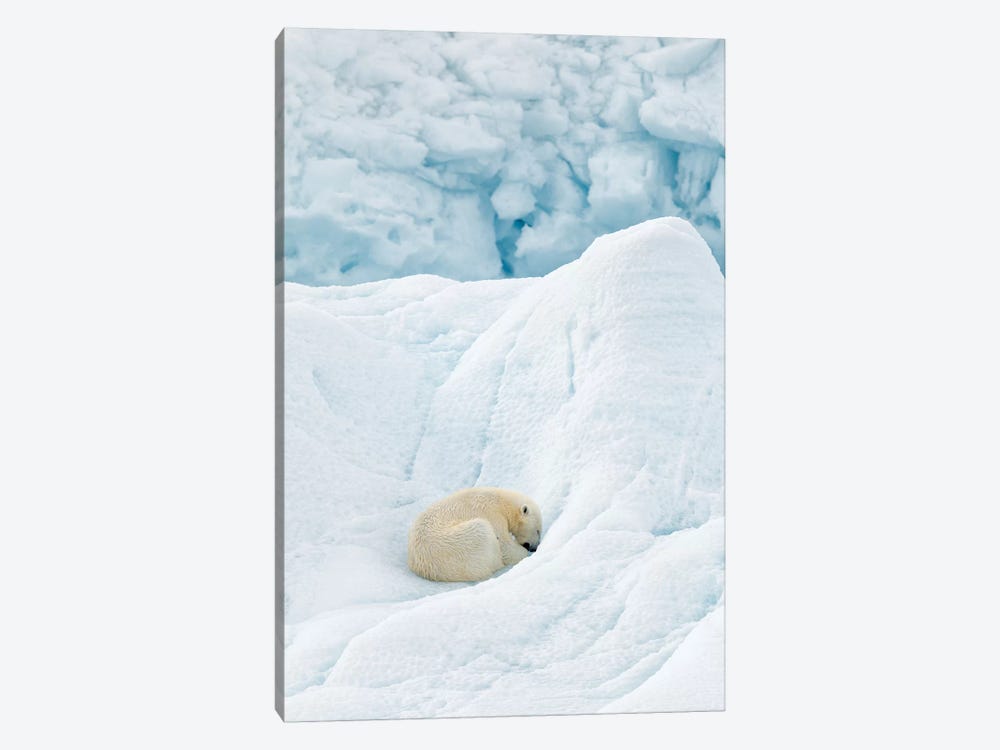 Polar Bear Sleeping by Joan Gil Raga 1-piece Art Print