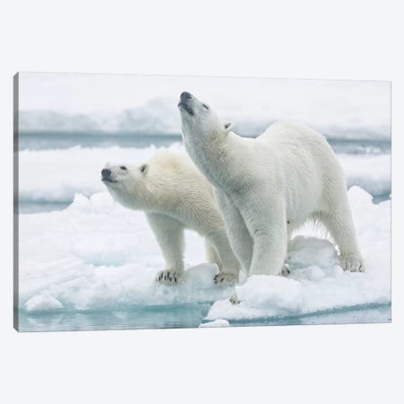 Polar Bears, Mother And Son Canvas Print #RAA15} by Joan Gil Raga Canvas Art Print