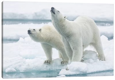 Polar Bears, Mother And Son Canvas Art Print