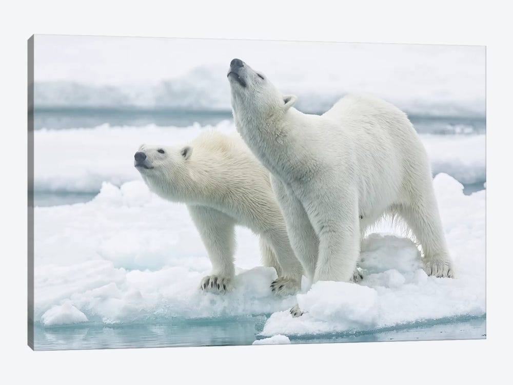 Polar Bears, Mother And Son by Joan Gil Raga 1-piece Canvas Art