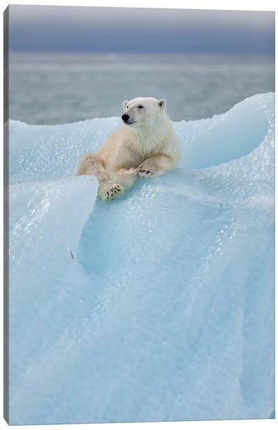 Relaxed Polar Bear Canvas Art Print