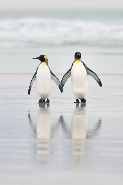 Photogenic Animals: Friends by Joan Gil Raga