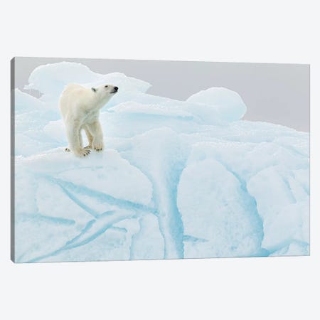 Polar Bear On Iceberg Canvas Print #RAA22} by Joan Gil Raga Art Print