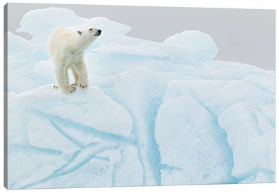 Polar Bear On Iceberg Canvas Art Print