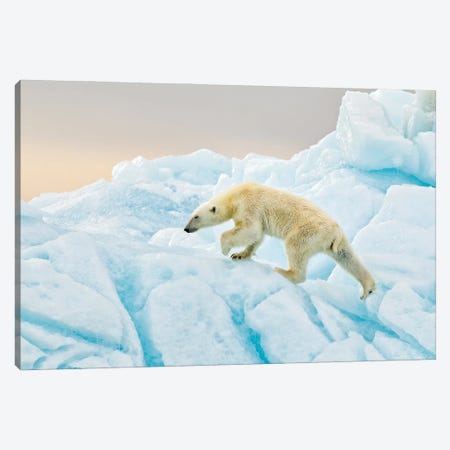 Polar Bear At Svalbard Canvas Print #RAA24} by Joan Gil Raga Canvas Artwork