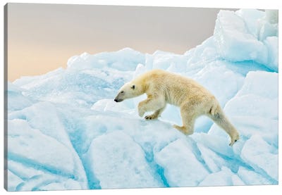Polar Bear At Svalbard Canvas Art Print