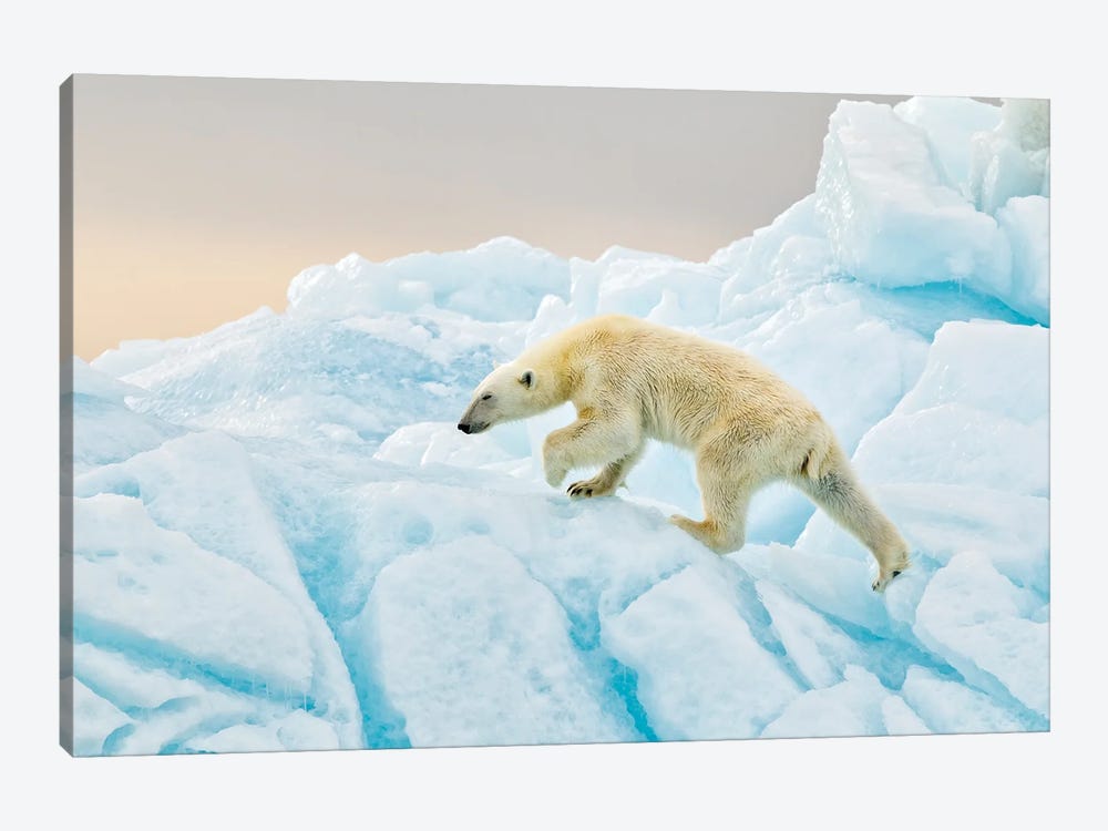 Polar Bear At Svalbard by Joan Gil Raga 1-piece Canvas Wall Art