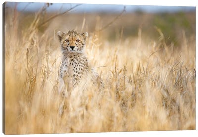 Young Cheetah Canvas Art Print - Cheetah Art