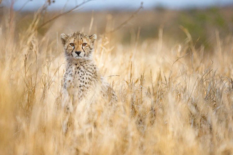 Young Cheetah