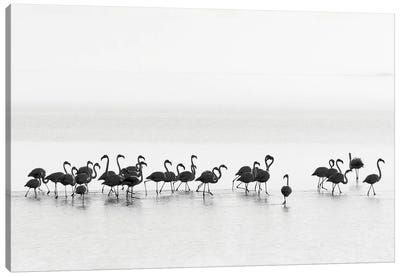 Flamingos Canvas Art Print