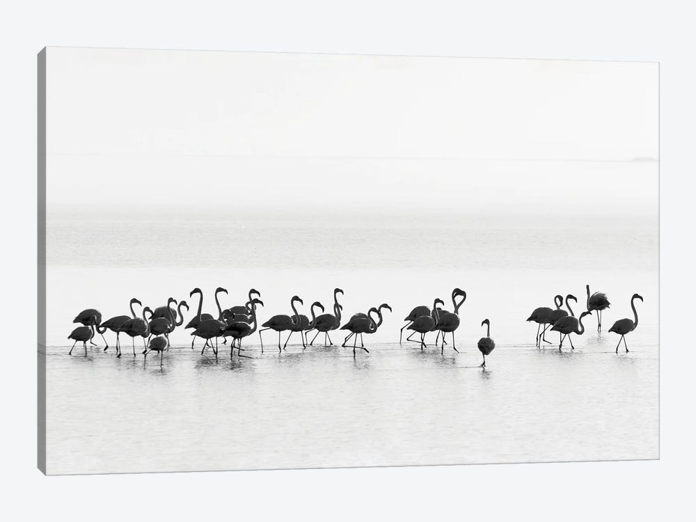 Flamingos by Joan Gil Raga 1-piece Canvas Art Print
