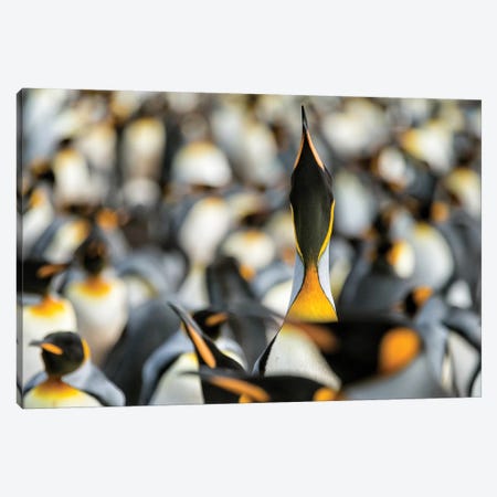 King Penguin Displaying Canvas Print #RAA6} by Joan Gil Raga Canvas Art