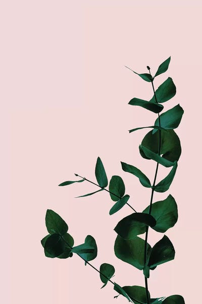 Grace Digital Art Co: Botanical II by Grace Digital Art Co