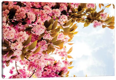 London Blossom Canvas Art Print - Cherry Tree Art