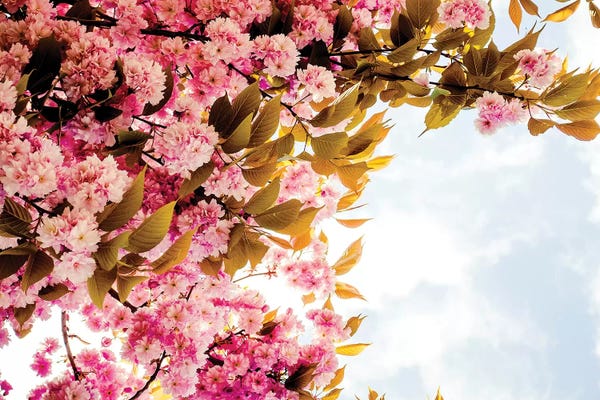 Cherry Trees: London Blossom by Grace Digital Art Co