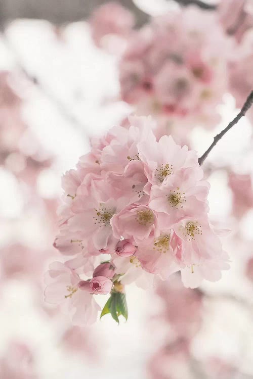Pink Blooms by Grace Digital Art Co wall art
