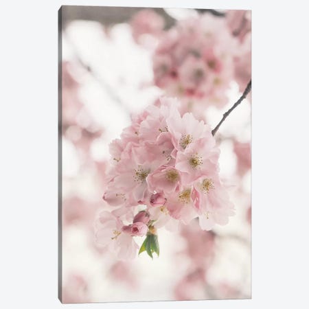 Pink Blooms Canvas Print #RAB105} by Grace Digital Art Co Canvas Wall Art