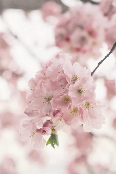 Grace Digital Art Co: Pink Blooms by Grace Digital Art Co