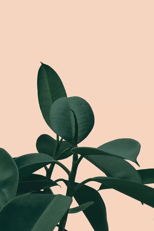 Botanical Teracotta by Grace Digital Art Co canvas print