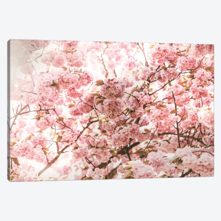 Pink Blossom Canvas Print #RAB110} by Grace Digital Art Co Canvas Art