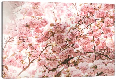 Pink Blossom Canvas Art Print - Cherry Tree Art