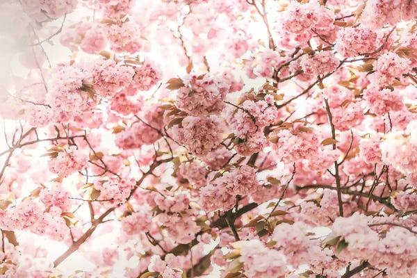 Cherry Trees: Pink Blossom by Grace Digital Art Co