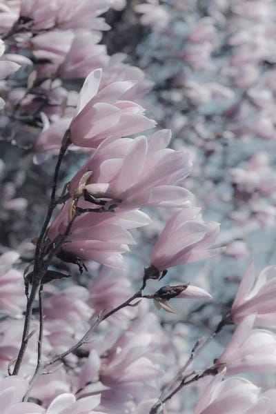 Magnolia by Grace Digital Art Co art print