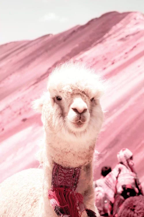 Alpaca In Pink by Grace Digital Art Co wall art