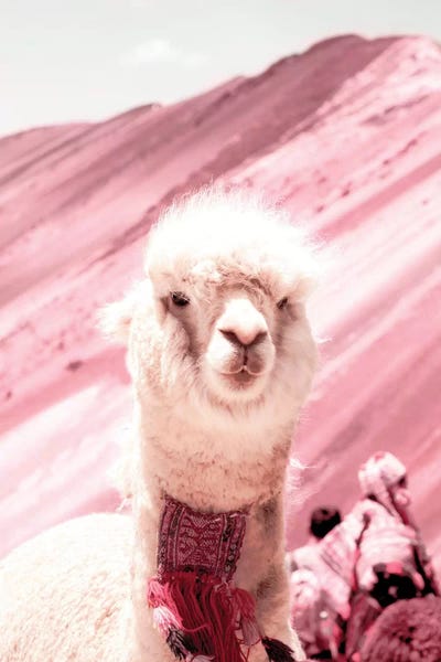 Llamas & Alpacas: Alpaca In Pink by Grace Digital Art Co