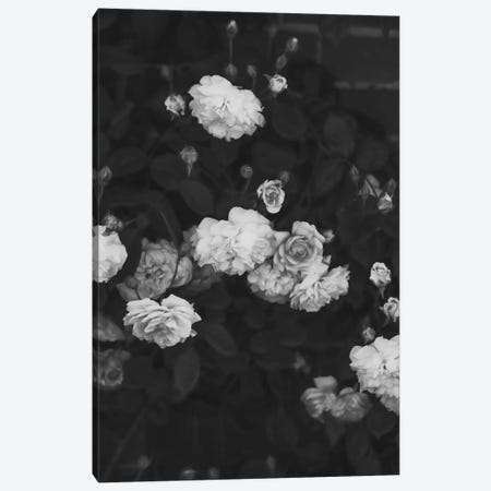 Black And White Roses Canvas Print #RAB201} by Grace Digital Art Co Canvas Artwork