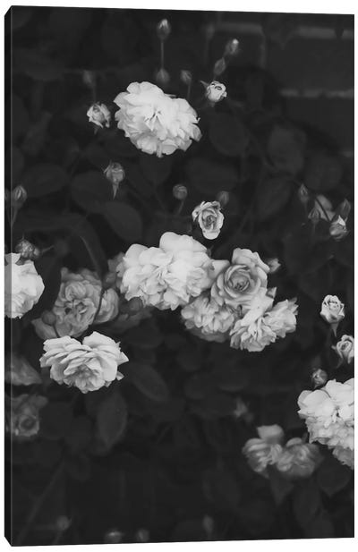 Black And White Roses Canvas Art Print - Goth Art